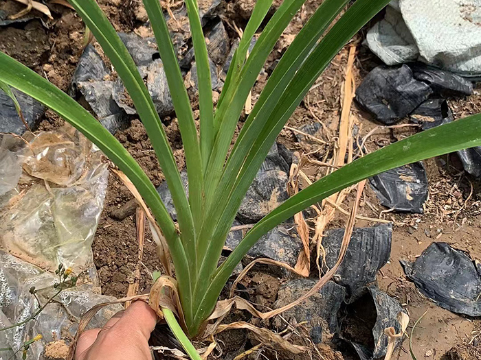 大花萱草